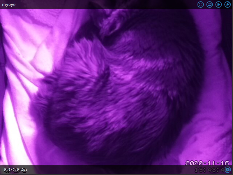 Cat cam overhead view